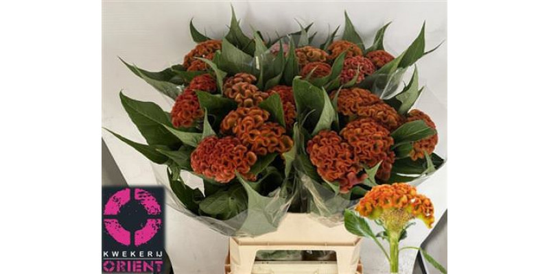 Celosia C Sunshi Reggae 90cm A1