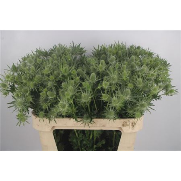 Eryn Whit Lagoon 70cm 70 cm A1