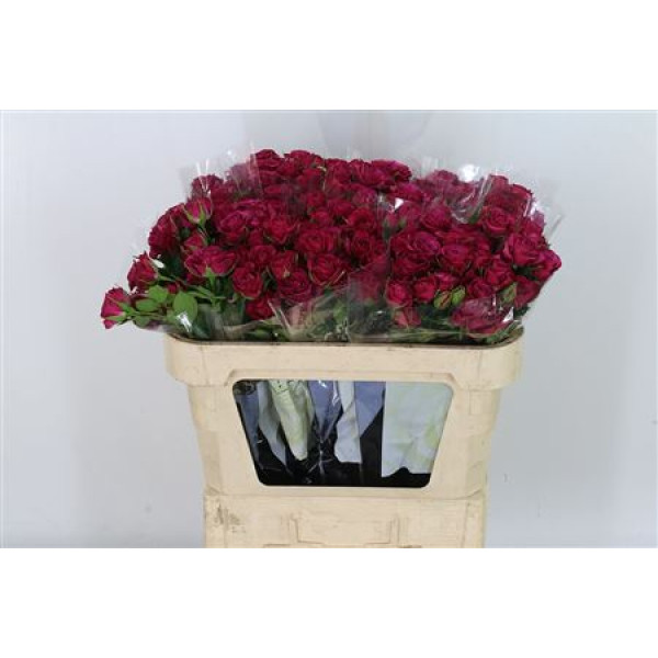 Rose Tr Cheyenne 60 cm A1