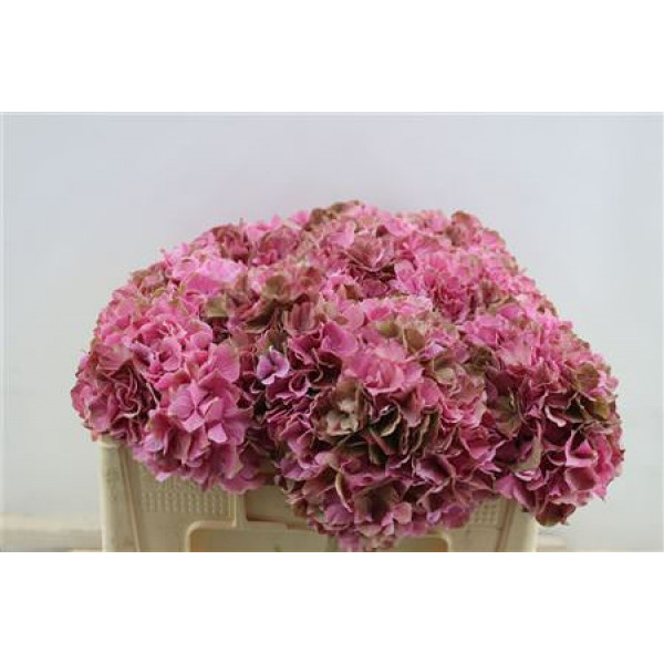 Hydrangea M Sw Ruby Cl 50-20 50cm A1