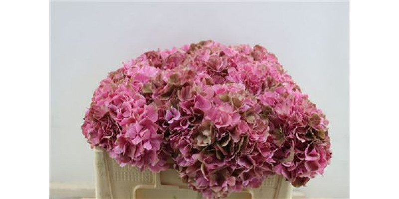 Hydrangea M Sw Ruby Cl 50-20 50cm A1