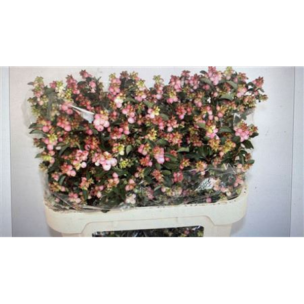 Sympho Mag Pink Falls 70cm 