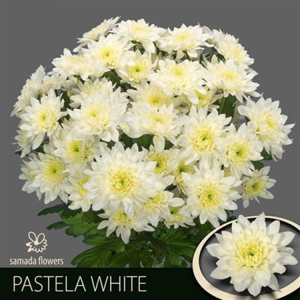 Chrysanthemums T Pastela White 70cm A1
