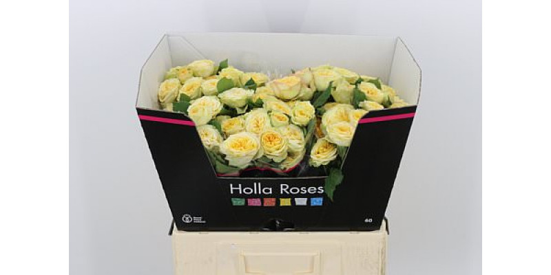 Rose Tr Yog Trendsetter 60cm A1