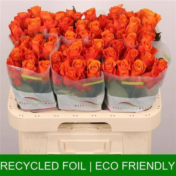 Rose Gr Orange Wave 60cm A1