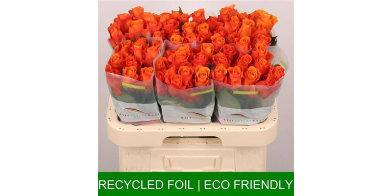 Rose Gr Orange Wave 60cm A1