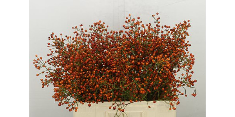 Rosa Prinsberry Oran 60 cm A1