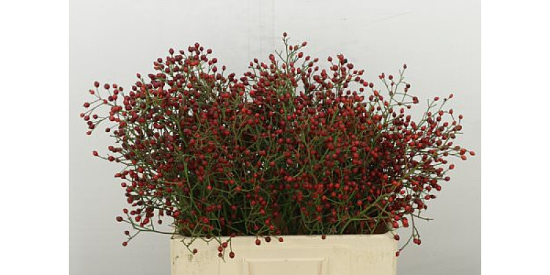 Rosa Prinsberry Fire 60 cm A1