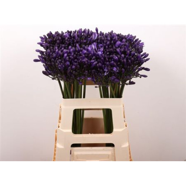 Agap Poppin Purple 60cm 60 cm A1