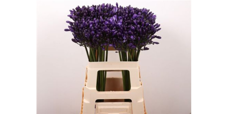 Agap Poppin Purple 60cm 60 cm A1