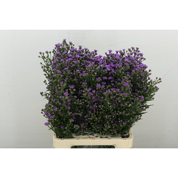 Aster  Baby Pink 70 cm A1