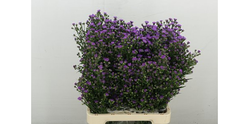 Aster  Baby Pink 70 cm A1