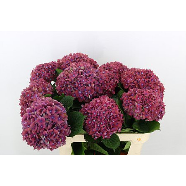 Hydrangea M Discovery 75cm A1