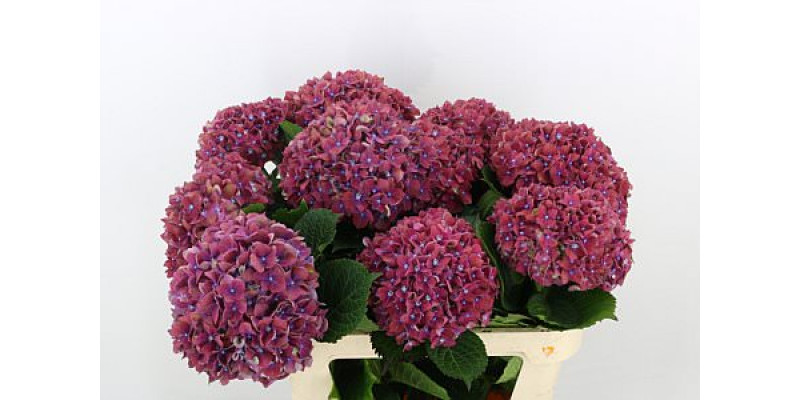 Hydrangea M Discovery 75cm A1