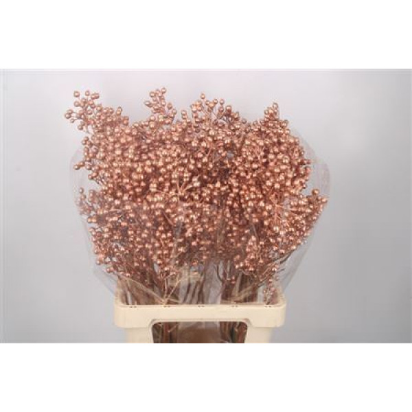 Rosa Klb Copper Spray Ex 70cm 0