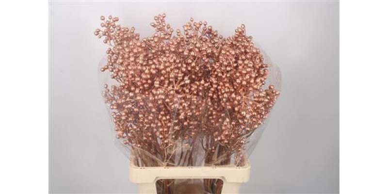 Rosa Klb Copper Spray Ex 70cm 0