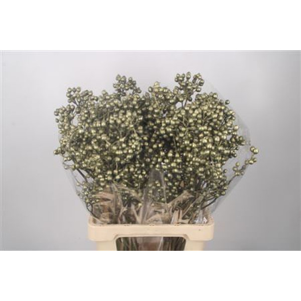 Rosa Klb Green Gold Spray Ex 70cm 0