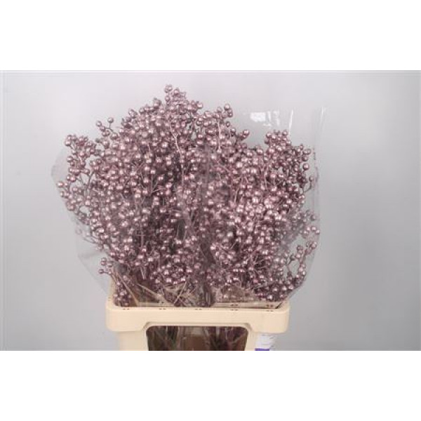 Rosa Klb Metallic Purple Spray Ex 70cm 0