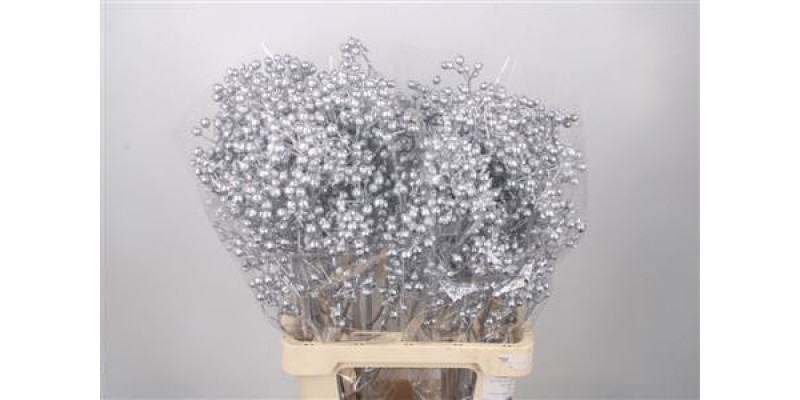 Rosa Klb Silver Spray Ex 70cm 0