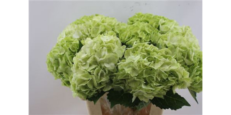 Hydrangea M Mojito Green  60cm A1