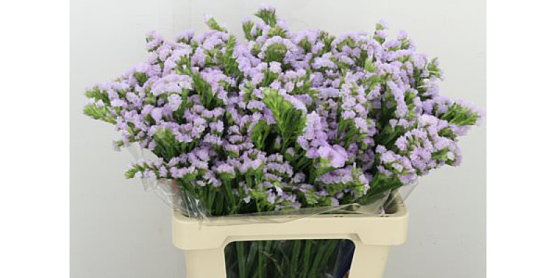 Limonium S Tessa Lavender 60cm