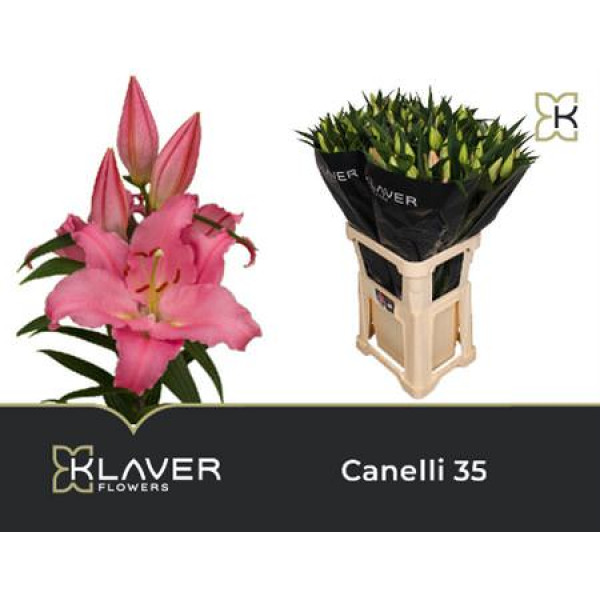 Lillys Or Canelli 85cm A1