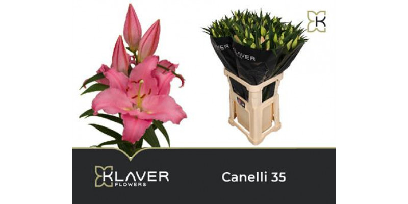 Lillys Or Canelli 85cm A1