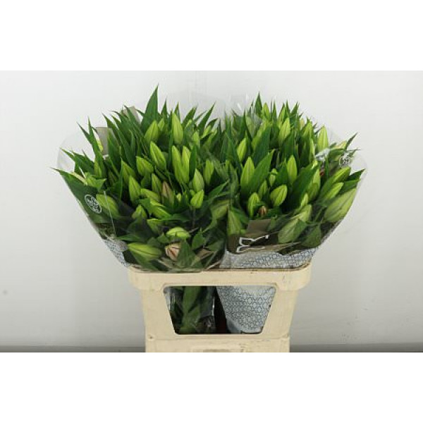 Lillys Or Canelli 85 cm A1