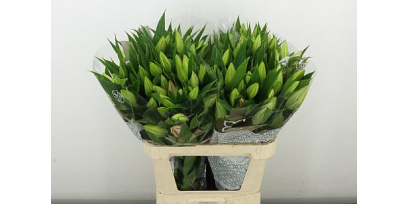 Lillys Or Canelli 85 cm A1