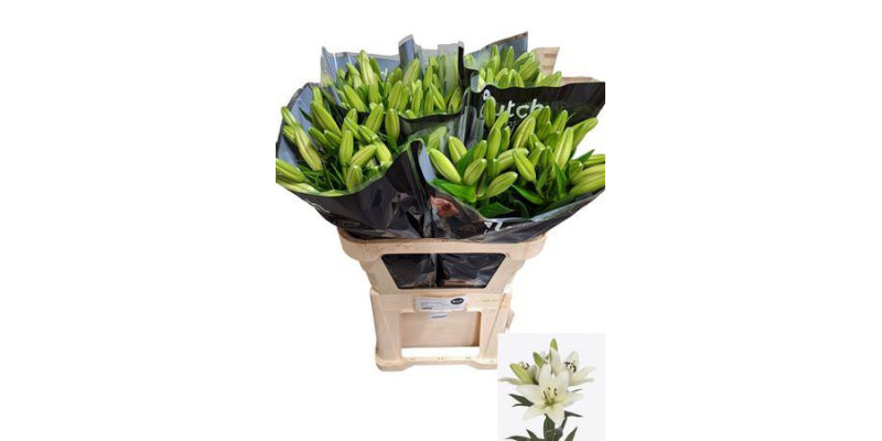 Lillys La White Charm 80cm A1