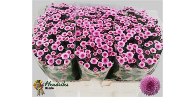 Chrysanthemums S Aaa Toss 55cm A1 Col-Pink