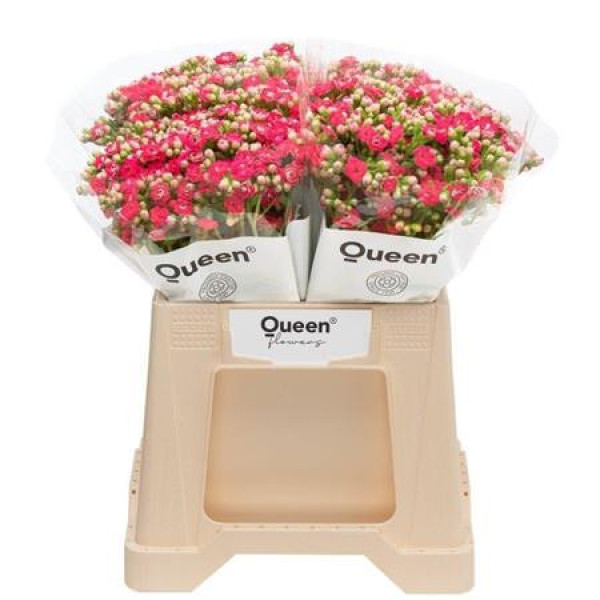Kal Sens Pink Meadow 40 cm A1