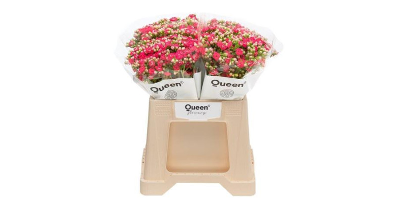 Kal Sens Pink Meadow 40 cm A1