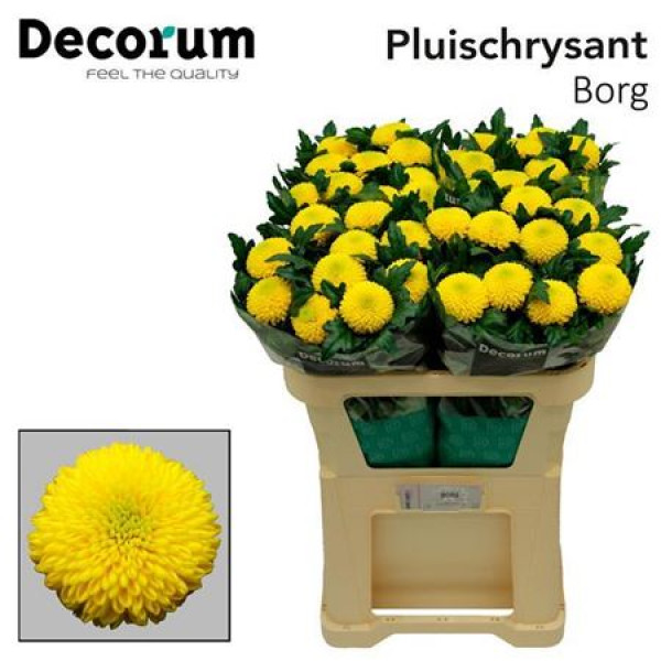 Chrysanthemums G Borg 75cm A1 Col-Yellow