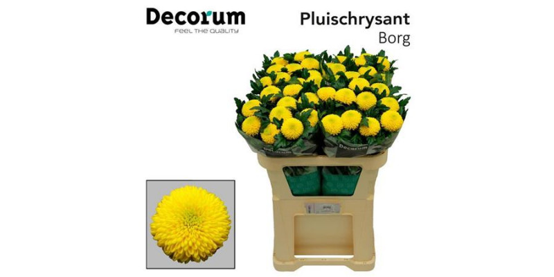 Chrysanthemums G Borg 75cm A1 Col-Yellow