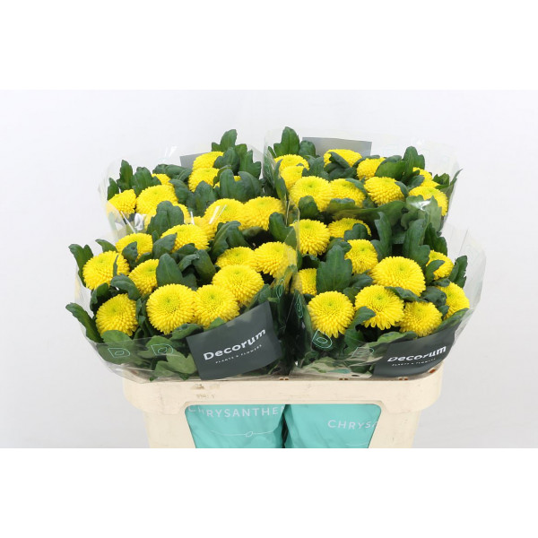 Chrysanthemums G Borg 70cm A1 Col-Yellow