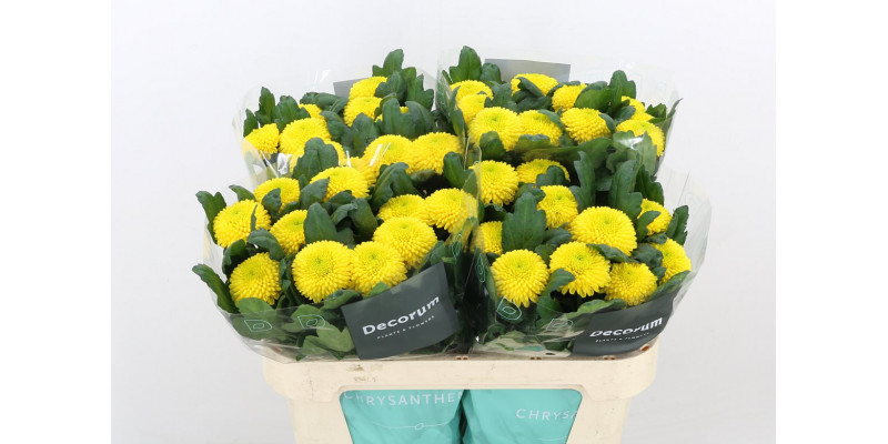 Chrysanthemums G Borg 70cm A1 Col-Yellow