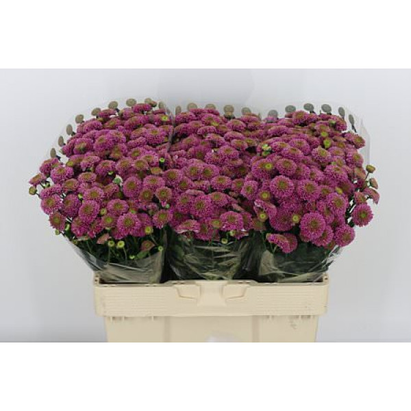 Chrysanthemums S Aaa Jeanny Pur 55cm A1 Col-Dark Pink