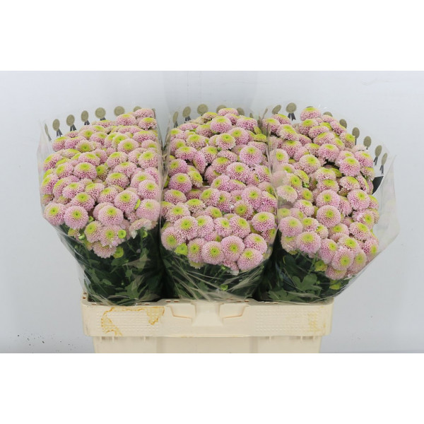 Chrysanthemums S Aaa Jeanny Ros 55cm A1 Col-Pink