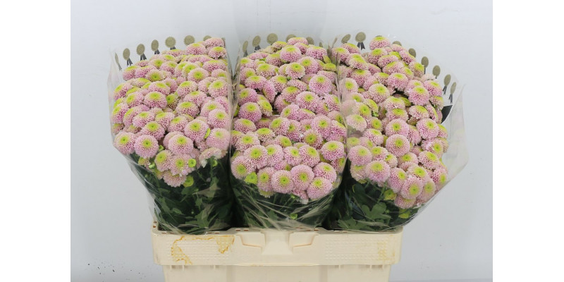 Chrysanthemums S Aaa Jeanny Ros 55cm A1 Col-Pink