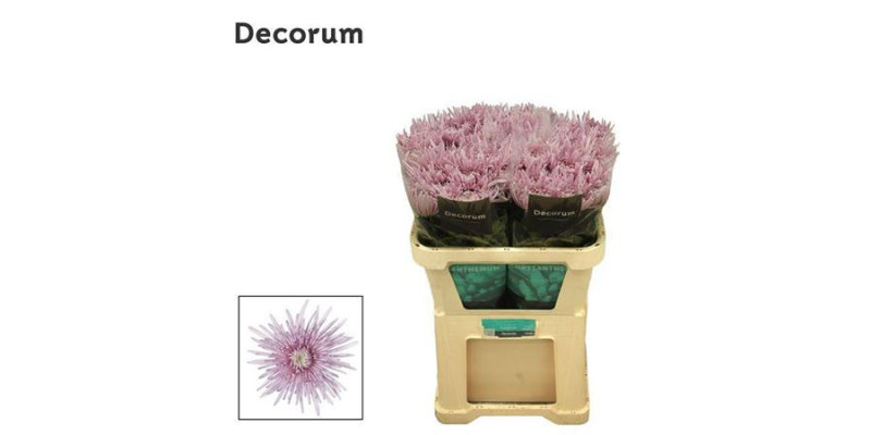 Chrysanthemums G Cipria 70 cm  A1