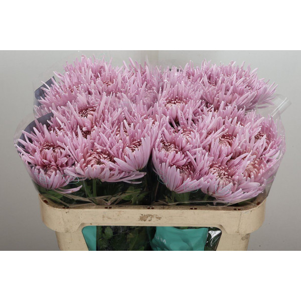 Chrysanthemums G Cipria 70 cm A1