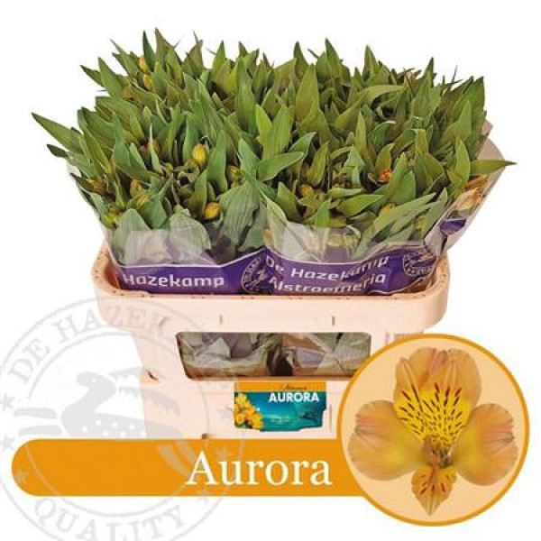 Alstromeria Aurora  Col-Orange