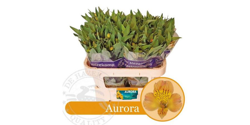 Alstromeria Aurora  Col-Orange