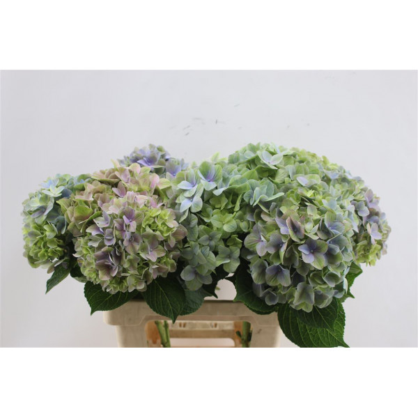 Hydrangea M Tender Pastel 65cm 65cm A1 Col-Bicolor