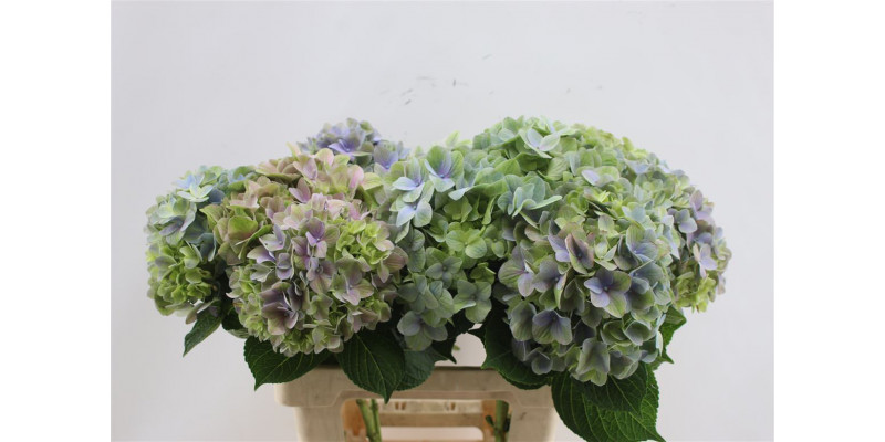 Hydrangea M Tender Pastel 65cm 65cm A1 Col-Bicolor