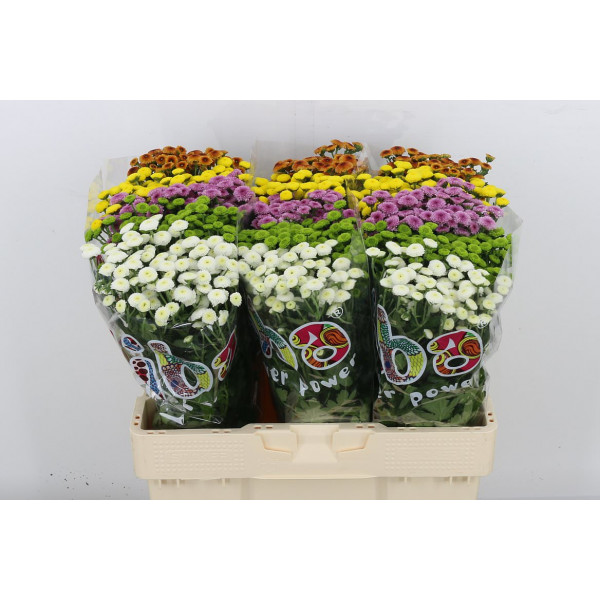 Chrysanthemums S Mad Pp Gem 5kl 55cm A1 Col-Mixed