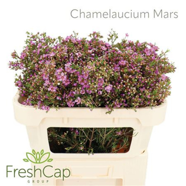 Chamelaucium Mars 70cm A1