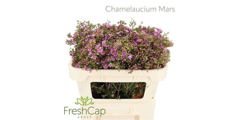 Chamelaucium Mars 70cm A1