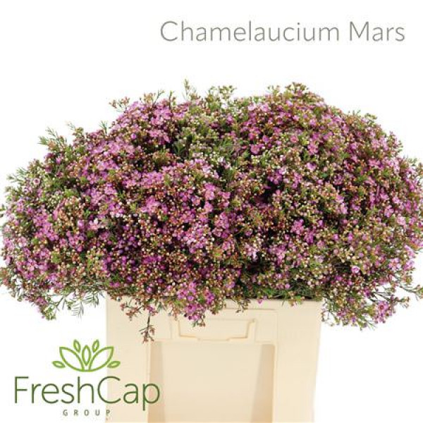 Chamelaucium Mars 60cm A1